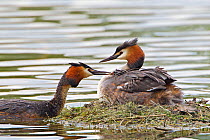 Pair of Great Crested Grebes (Podiceps cristatus) at nest, Wiltshire, England, UK, May.