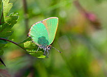 Green Hairstreak (Callophrys rubi) at rest on leaf, with wings closed, Wiltshire, England, UK.