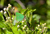 Green Hairstreak butterfly (Callophrys rubi) at rest on leaves, with wings closed, Wiltshire, England, UK.