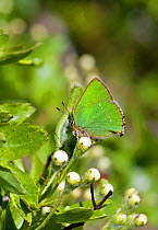 Green Hairstreak butterfly (Callophrys rubi) at rest on Hawthorn flower buds with wings closed, Wiltshire, England, UK.