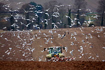 Mixed flock of Gulls following a ploughing tractor, in a field, Wiltshire, England, UK, March 2010