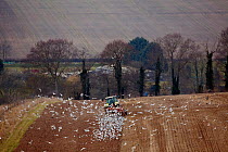 Mixed flock of Gulls following a ploughing tractor, in a field, Wiltshire, England, UK, March 2010.
