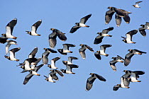 Lapwings (Vanellus vanellus) flock in flight, Gloucestershire, England, UK. February