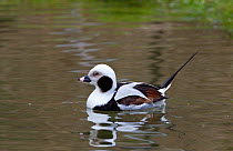 Long-tailed Duck (Clangula hyemalis) native to Northern Hemisphere. Captive.