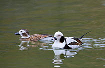 Pair of Long-tailed Ducks (Clangula hyemalis) on water, native to Northern Hemisphere. Captive.