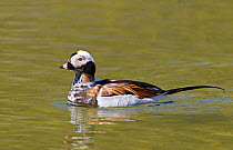 Long-tailed Duck (Clangula hyemalis) on water in summer plumage, native to Northern Hemisphere. Captive.