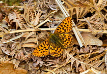 Pearl-bordered Fritillary butterfly (Boloria euphrosyne) at rest on leaf litter, on woodland floor, Bentley Wood, Wiltshire, England, UK.