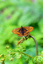 Pearl-bordered Fritillary butterfly (Boloria euphrosyne) at rest on Bracken with wings open, Bentley Wood, Wiltshire, England, UK
