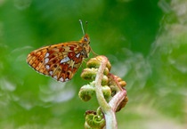 Pearl-bordered Fritillary butterfly (Boloria euphrosyne) at rest on Bracken with wings closed, Bentley Wood, Wiltshire, England, UK