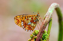 Pearl-bordered Fritillary butterfly (Boloria euphrosyne) at rest on Bracken with wings closed, Bentley Wood, Wiltshire, England, UK