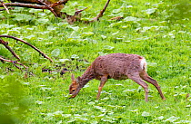 Roe deer (Capreolus capreolus) doe moulting from winter to summer coat, Wiltshire, England