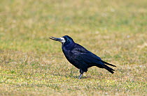 Rook (Corvus frugilegus) with deformed bill, Wales, UK. March.