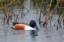 Northern Shoveler duck (Anas clypeata) male dabbling on water, Somerset Levels, England, UK. March.