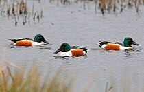 Northern Shoveler ducks (Anas clypeata) males dabbling on water, Somerset Levels, England, UK. March.
