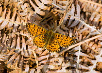 Small Pearl-bordered Fritillary butterfly (Boloria selene) at rest on dead Bracken frond, in woodlands, Wiltshire, England, UK.