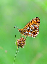 Small Pearl-bordered Fritillary butterfly (Boloria selene) at rest on grass stem, Worcestershire, England, UK.