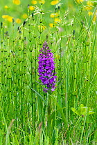 Southern Marsh orchid (Dactylorhiza praetermissa) flowering in a wild flower meadow with Horsetails (Equisetum sp), England, UK.