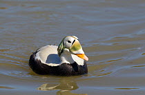 Spectacled Eider duck (Somateria fischeri) male in breeding plumage on water. Captive and native to Alaska and Eastern Siberia.