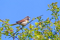Whitethroat (Sylvia communis) male perched in branches, singing, Wiltshire, England UK. May.