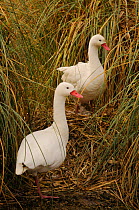 Coscoroba swan (Coscoroba coscoroba) nesting pair, captive, UK