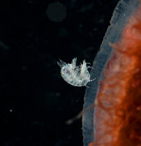 Commensal amphipod on medusa, mid Atlantic ridge, June 2010