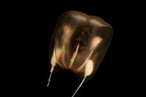 Bathypelagic comb jelly (Ctenophora) from benthic boundary layer. Found attached to seafloor by adhesive tentacles. Mid atlantic ridge, June 2010