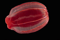 Bathypelagic cyddipid ctenophore / comb jelly (Ctenophora) from benthic boundary layer, mid Atlantic ridge, June 2010