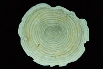 Deepsea Foraminifera (Discospirina tenuinissima) from mid-Atlantic ridge, June 2010