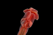 Enteropneust worm / Acorn worm (Tergivelum cinnabarinum)  from approx 2700m, mid-Atlantic ridge, June 2010