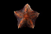 Ventral view of deepsea benthic Asteroid / Seastar (Hymenaster sp) from mid atlantic ridge, approx 2500m, June 2010