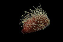 Deepsea benthic Irregular echinoid / Sea urchin (Pourtalesia sp) from the mid Atlantic ridge, Depth approx 2500m.