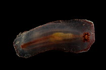 Deepsea benthic Sea cucumber (Psychropotes depressa) from mid atlantic ridge