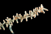 Deepsea Whip coral (Gorgonacea) from mid Atlantic Ridge,