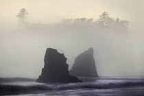 View of Pacific coastline in fog and mist, Ruby Beach, Olympic National Park, Washington, USA, June 2008