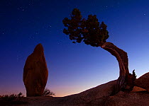 Juniper Tree (Juniperus thurifera) at night, silhouetted next to standing rock, Joshua Tree National Park. California, USA, January 2009