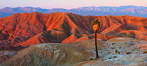 Panoramic view of a California Fan Palm Tree  within the Anza Borrego NP desert, California, USA, April 2009