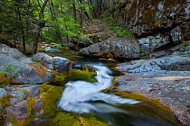 Mossy stream flowing within  King's Canyon National Park, California, USA, May 2009
