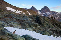 White-tailed Ptarmigan (Lagopus leucurus) in snow covered mountainous landscape, Mt. Ritter and Banner Peak, Ansel Adams Wilderness, California, USA, July 2009