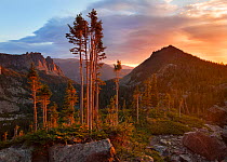 Wind stripped trees in dawn light, Rocky Mountain National Park, Colorado, USA, August 2009