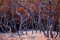 Burnt trees after a station fire near Los Angeles, Southern California, USA, September 2009