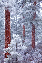 Ponderosa Pine trees (Pinus ponderosa) coated in frost, during heavy snowfall, Deschutes National Forest, Oregon, USA, December 2009
