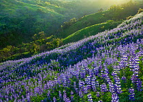 Lupins (Lupinus sp) flowering on a hillside in Spring, California, USA, April 2010