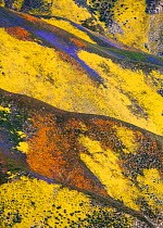 Aerial view of spring wildflower displays, Phacelia (purple) San Joaquin Blazing Star (orange) and Coreopsis (yellow) Temblor Range, Carrizo Plain National Monument in California, USA, April 2010