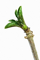 Elder twig (Sambucus nigra) and opening leaves in winter, UK