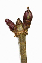 Elder twig (Sambucus nigra) and buds in winter, UK