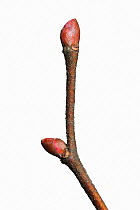 Large leaved lime (Tilia platyphyllo) twig and buds in winter, UK