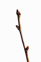 Blackthorn twig (Prunus spinosa) and buds in winter, UK