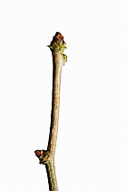 Ginkgo twig (Ginkgo biloba) and bud in winter, UK