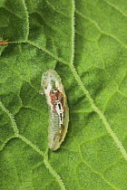 Hoverfly larva (Syrphus sp.) on leaf. Sussex, UK