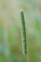 Timothy grass (Phleum pratense) single stem, Woods Mill Nature Reserve, Sussex, UK